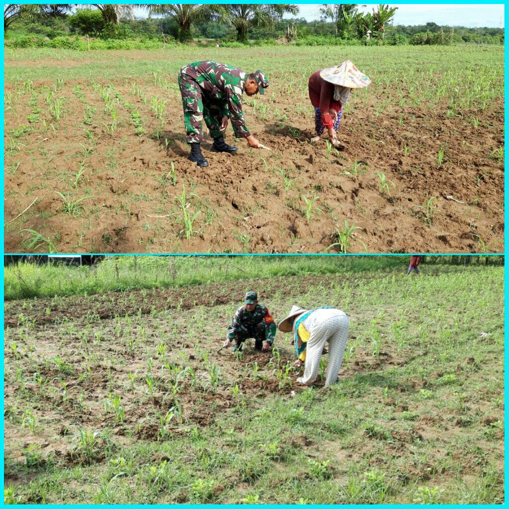 Danposmil 07/Kuantan Hilir Dim 0302/INHU Bersama Petani Melaksanakan Perawatan Tanaman Jagung Di Desa Pulau Beralo.