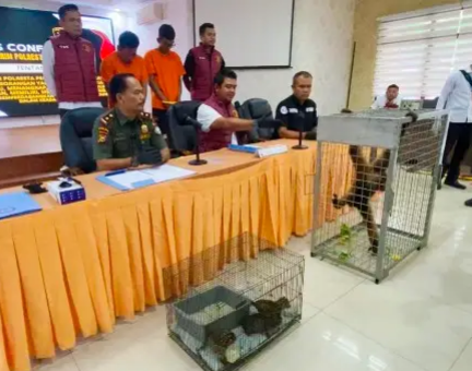 Polisi Tangkap Pedagang Satwa Langka di Pekanbaru, Kucing Hutan dan Siamang Jadi Barang Bukti