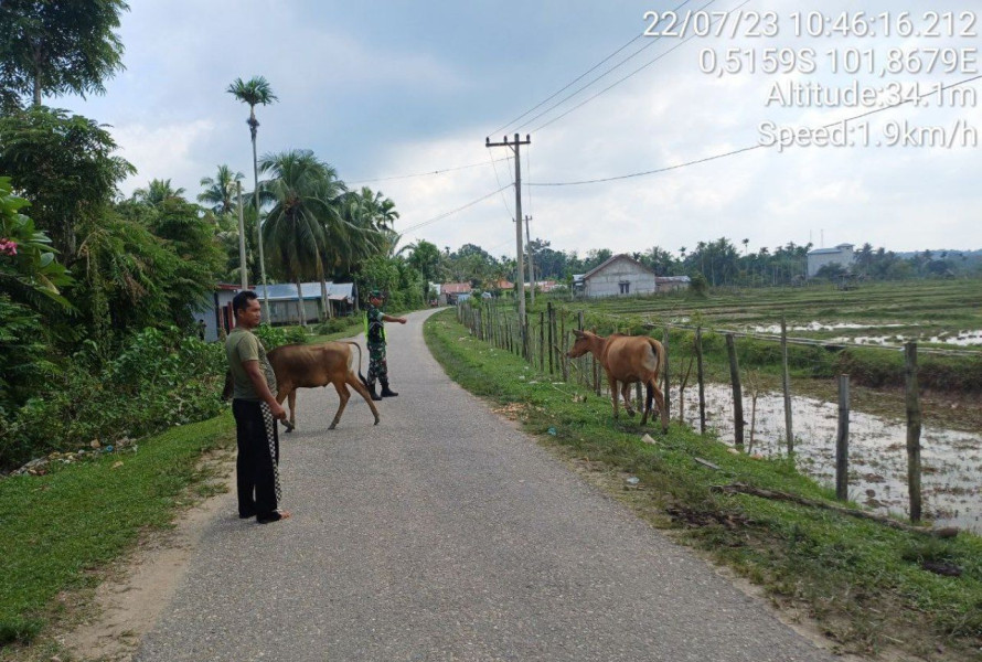Di Desa Pulau Bayur Kecamatan Cerenti Babinsa Koramil 06/Cerenti Kodim 0302/INHU Mengantisipasi Penularan Penyakit Mulut Dan Kaki (PMK) Sapi
