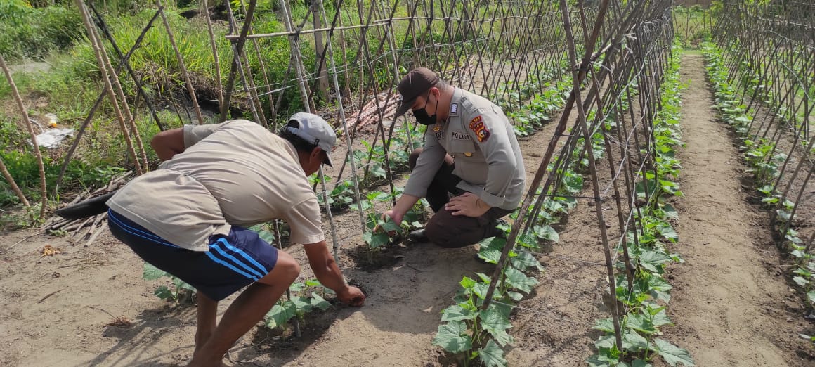 Ketahanan Pangan di Desa Segati Ditinjau oleh Polsek Langgam