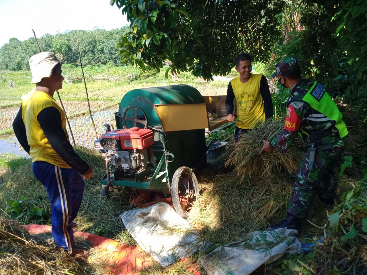 Sertu Parman Anggota Koramil 07 Kuantan Hilir Dim 0302 Inhu Bantu Panen Padi Petani