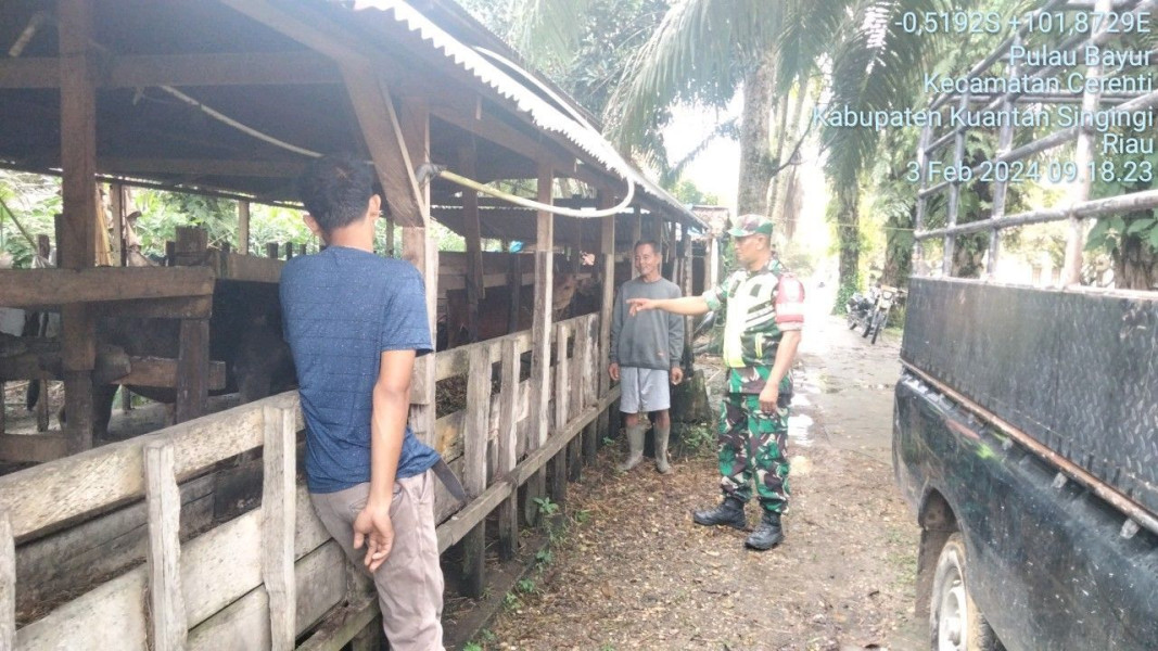 Di Desa Pulau Bayu Koramil 06/Cerenti Kodim 0302/Inhu Mengantisipasi Penularan Penyakit Mulut Dan Kaki (PMK) Sapi