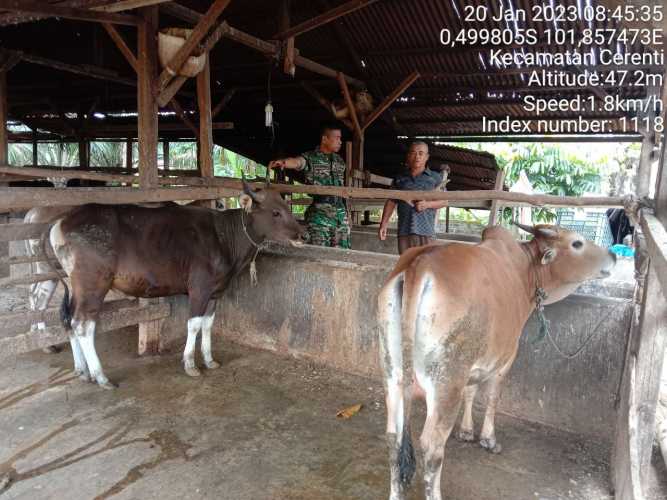 Antisipasi PMK Babinsa Koramil 06/Cerenti Kodim 0302/Inhu Cek Sapi Warga Binaan Desa Pulau Jambu Kecamatan Cerenti 