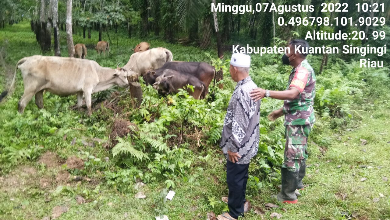 Sertu Firman Babinsa Koramil 06/Cerenti Kodim 0302/Inhu Mengantisipasi Penularan Penyakit Mulut Dan Kaki (PMK) Sapi 