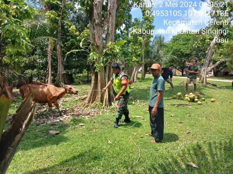 Di Pulau Bayur Kecamatan Cerenti, Babinsa Koramil 06/ Cerenti Kodim 0302/Inhu  Cek Ternak Warga