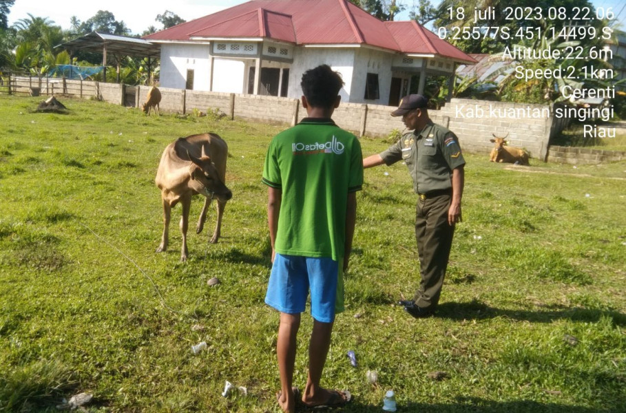 Anggota Koramil 06/Cerenti Kodim 0302/Inhu Mengantisipasi Penularan PMK Sapi Di Desa Binaan Tanjung Medan
