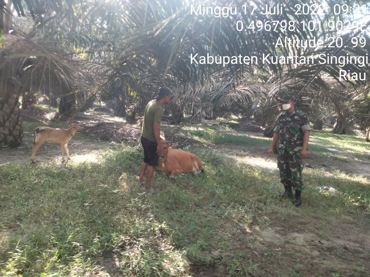 Antisipasi PMK Babinsa Koramil 06/Cerenti Kodim 0302/Inhu Cek Sapi Warga Binaan di Koto Cerenti