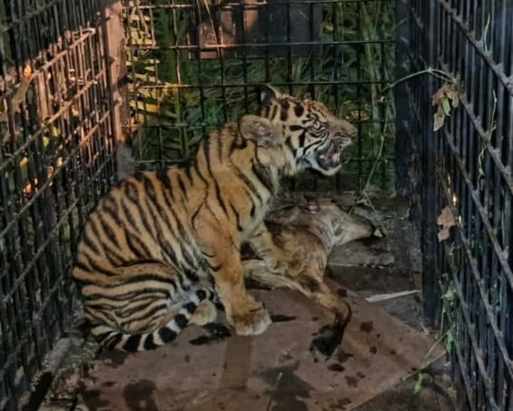 Masuk Box Trap Saat Malam, Anak Harimau Sumatera Berhasil Dievakuasi BBKSDA Riau