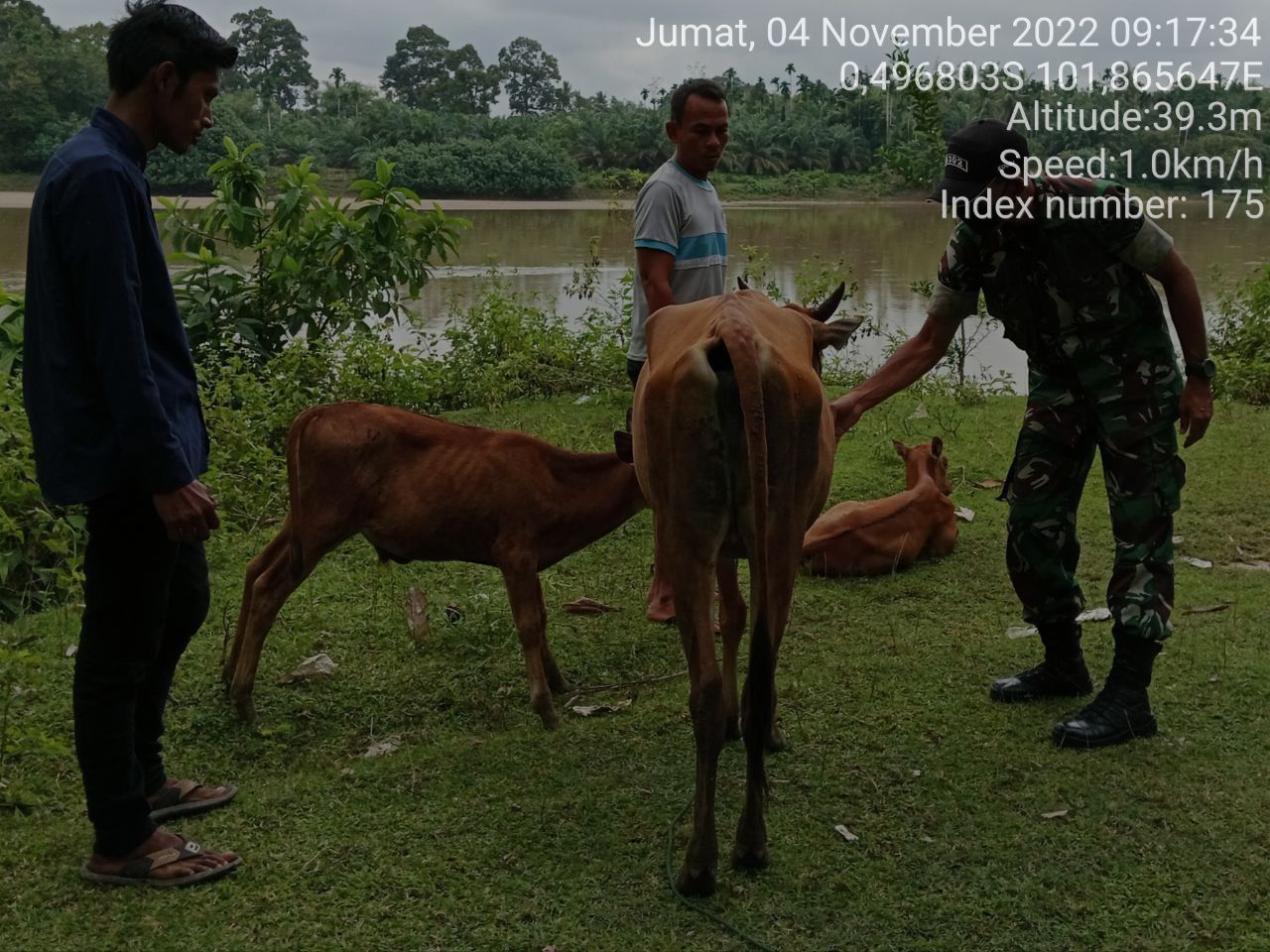 Cegah Penyebaran Penyakit PMK Babinsa Koramil 06/Cerenti Kodim 0302/Inhu Mengantisipasi Penularan Penyakit Mulut Dan Kaki (PMK) Sapi