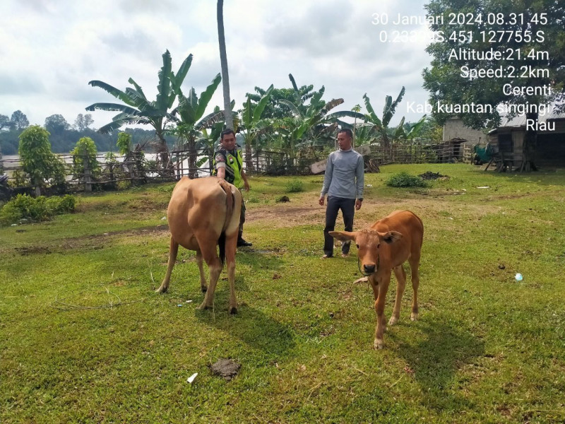 Di Desa Koto Cerenti Kecamatan Cerenti Babinsa Koramil 06/Cerenti Kodim 0302/Inhu Mengantisipasi Penularan Penyakit Mulut Dan Kaki (PMK) Sapi Di Wilayah Binaan