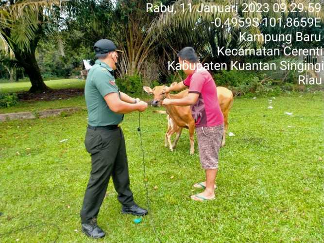 Di Desa Kampung Baru Timur Kecamatan Cerenti Kopda Muhammad Soleh Anggota Koramil 06/Cerenti Kodim 0302/Inhu Mengantisipasi Penularan Penyakit Mulut Dan Kaki (PMK) Sapi