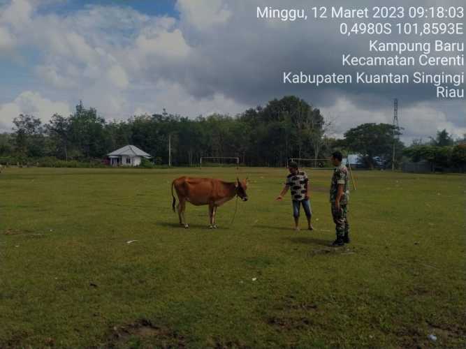 Di Desa Kampung Baru Timur, Anggota Babinsa Koramil 06/Cerenti Kodim 0302/Inhu Mengantisipasi Penularan Penyakit Mulut Dan Kaki Sapi
