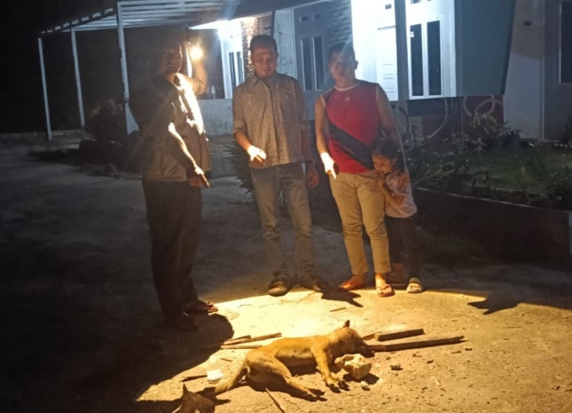 Anjing Diduga Rabies Serang Warga Tenayan Raya, Lima Orang Dilarikan ke RSUD