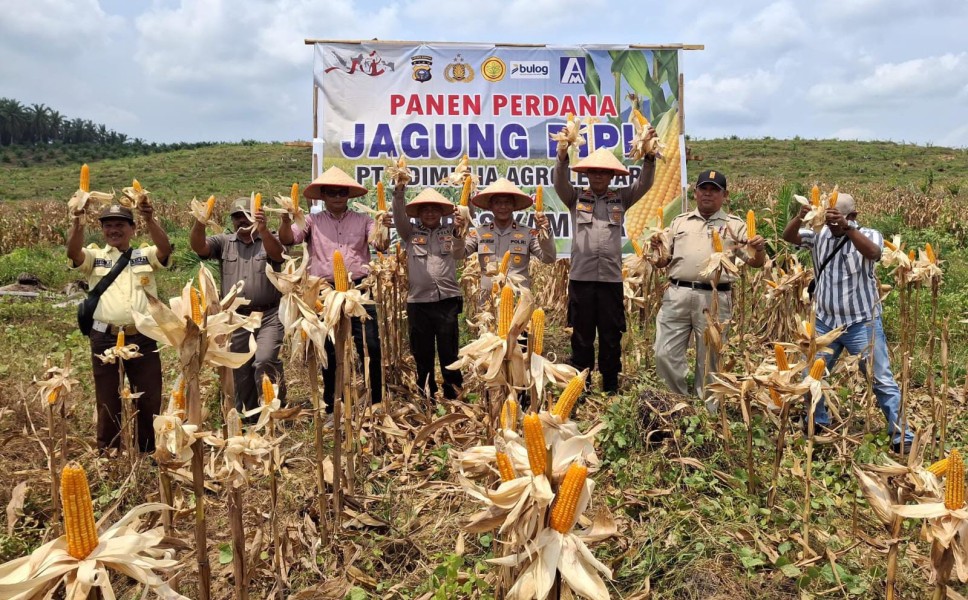 Polsek Kampar dan PT Adi Mulya Agro Lestari Gelar Panen Perdana Jagung Pipil