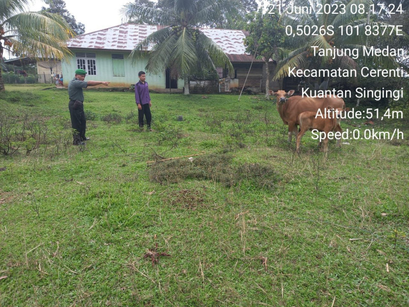 Agar Terhindar Dari Bahaya PMK Sapi Babinsa Koramil 06/Cerenti Kodim 0302/Inhu Ingatkan Peternak Untuk Jaga Kesehatan Sapi