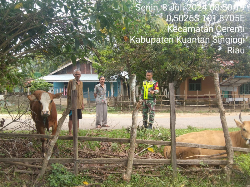 Praka Fardan Nur Riski Sinaga Babinsa Koramil 06/Cerenti Kodim 0302/Inhu di Koto Cerenti Kecamatan Cerenti Pantau Dan Cek Ternak Warga Antisipasi Wabah PMK