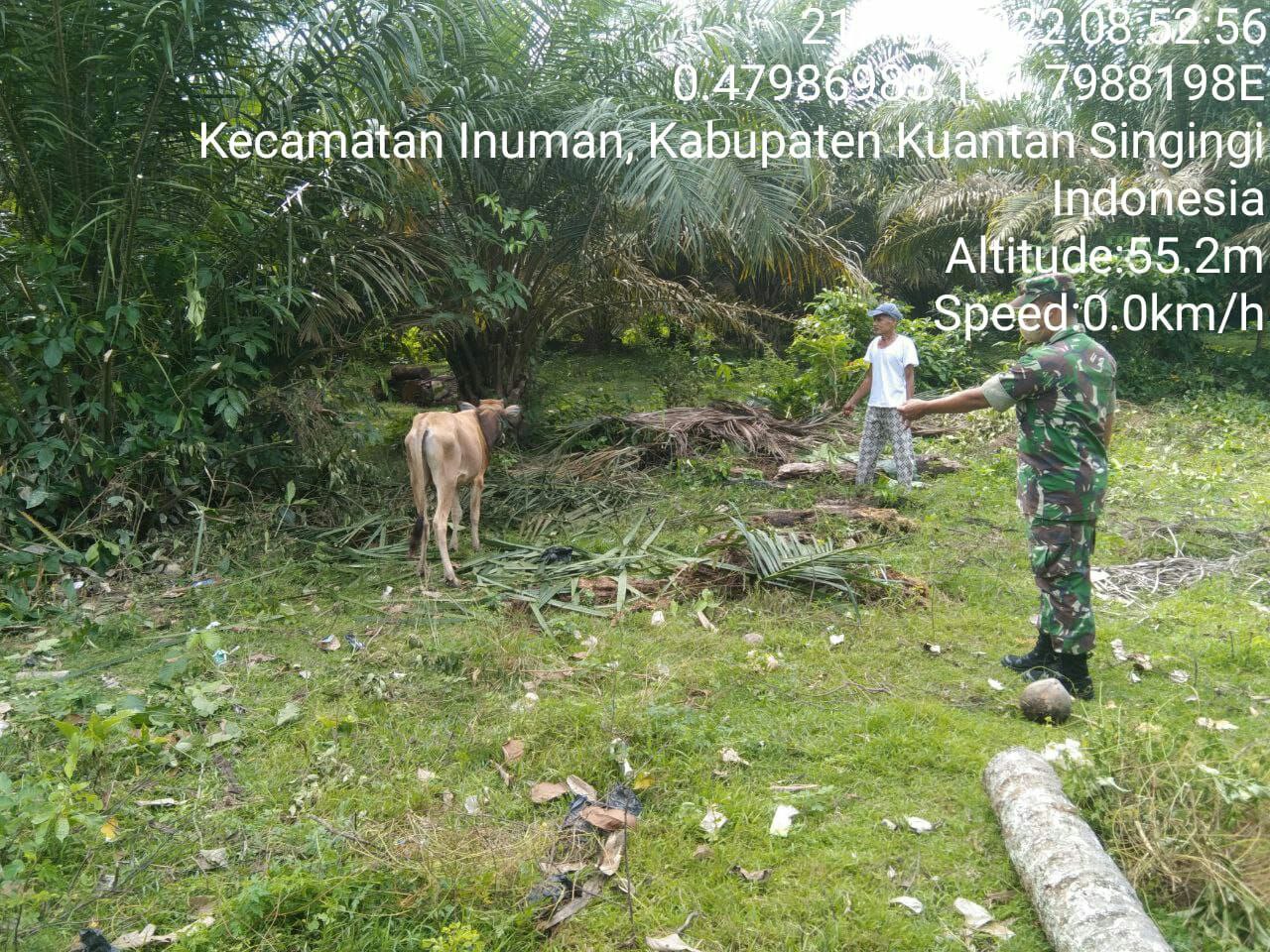 Anggota Koramil 06/Cerenti Kodim 0302/Inhu Babinsa Himbau Warga Waspadai Gejala Virus PMK Pada Ternak Milik Reza Di Desa Pulau Panjang Hilir