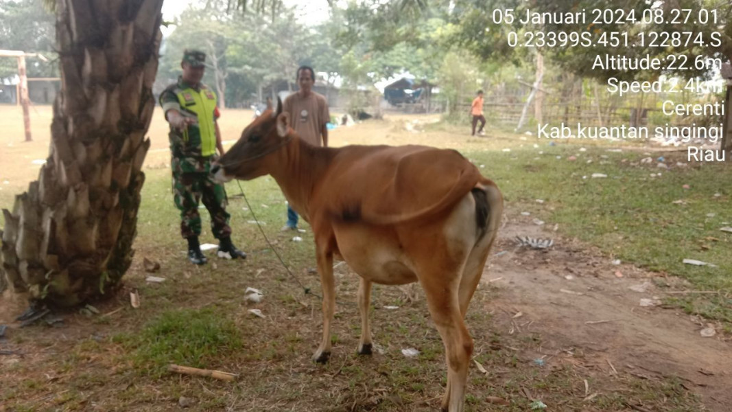 Di Desa Tanjung Medan Kecamatan Cerenti, Anggota Koramil 06/Cerenti Kodim 0302/Inhu Selalu Aktif Mengantisipasi Penularan Penyakit Mulut Dan Kaki (PMK) Sapi