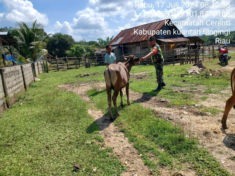 Babinsa Koramil 06/ Cerenti Kodim 0302/Inhu  Cek Ternak Warga  Antisipasi PMK di Koto Cerenti Kecamatan Cerenti 