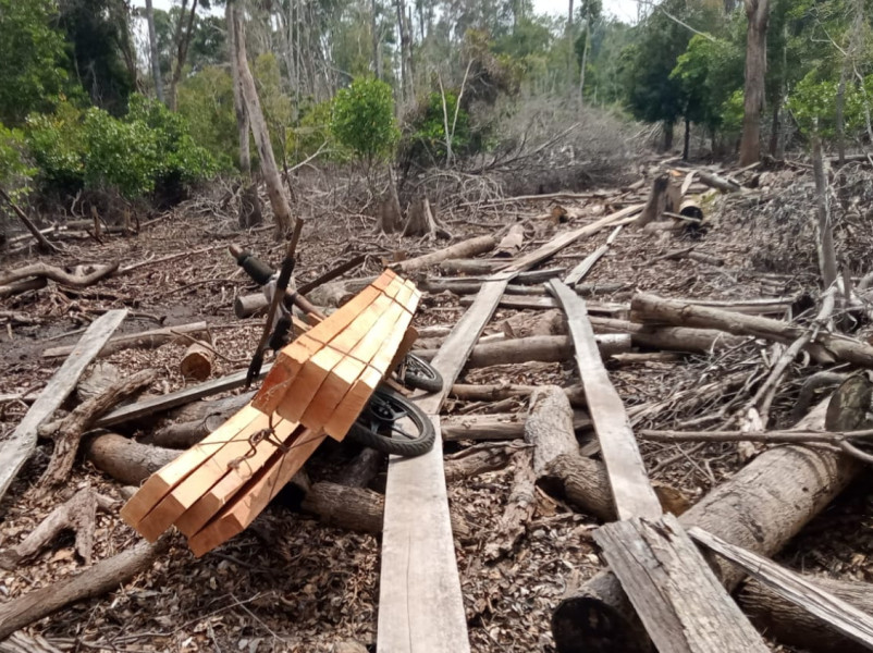 Gelar Smart Patrol, BBKSDA Riau Temukan Ilegal Logging di SM Kerumutan