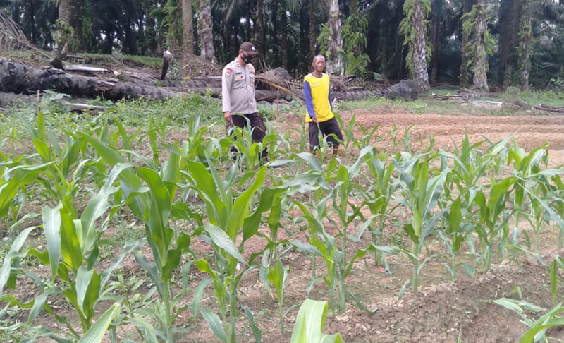 Pandemi Corona Belum Berakhir, Polsek Pangkalan Lesung Cek Lahan Ketahanan Pangan