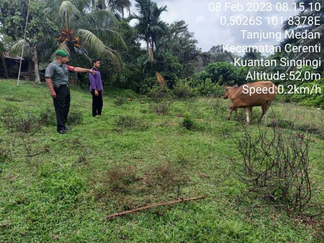 Cegah Wabah PMK Pada Ternak, Babinsa Koramil 06/Cerenti Dim 0302/Inhu Kopda Irwan Tinjau Langsung Ternak Sapi Warga