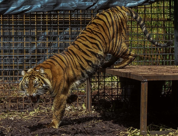 Pekerja Sawit di Siak Tewas Diterkam Harimau, BBKSDA Riau Turunkan Tim Lakukan Upaya Mitigasi
