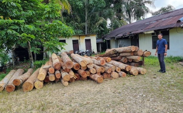 Polisi Gerebek Tiga Sawmill di Kampar Kiri, Puluhan Tual Kayu Disita