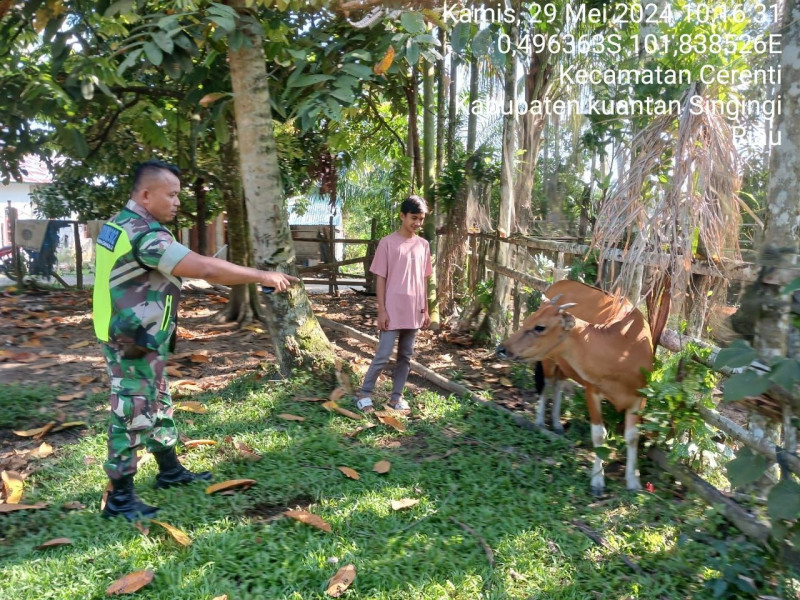 Setiap Hari Cek Ternak Warga Utuk  Antisipasi PMK Sapi Yang di Lakukan Oleh, Babinsa Koramil 06/ Cerenti Kodim 0302/Inhu 