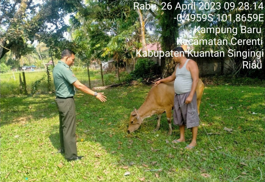 Antisipasi Penyakit PMK Sapi Babinsa Koramil 06/Cerenti Kodim 0302/Inhu CEK Sapi Warga Desa Binaan