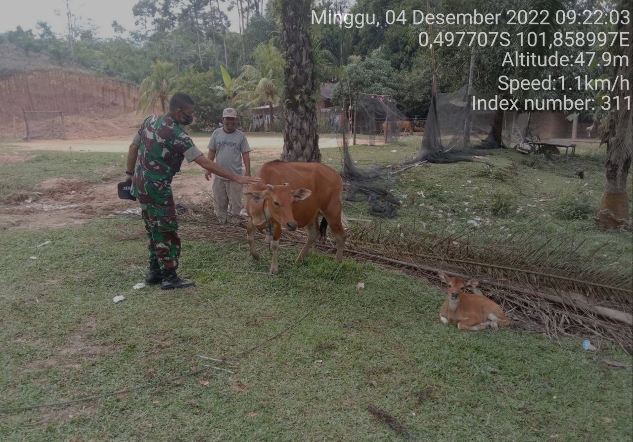 Serda Samrin Babinsa Koramil 06/Cerenti Kodim 0302/Inhu Mengantisipasi Penularan Penyakit Mulut Dan Kaki (PMK) Sapi di Desa Bedeng Sikuran Kecamatan Inuman Kabupaten Kuansing