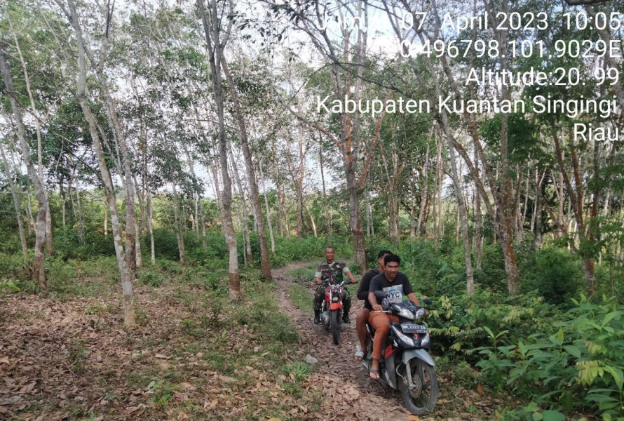 Babinsa Koramil 06/Cerenti Kodim 0302/Inhu Berkesinambungan Laksanakan Patroli Untuk Cegah Kebakaran Hutan Dan Lahan di Pulau Panjang Hilir