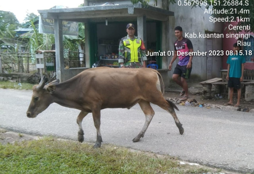 Serda Dumen Siregar Anggota Koramil 06/Cerenti Dim 0302/Inhu Selalu Aktif Mengantisipasi Penularan Penyakit Mulut Dan Kaki (PMK) Kecamatan Cerenti Kabupaten Kuantan Singingi
