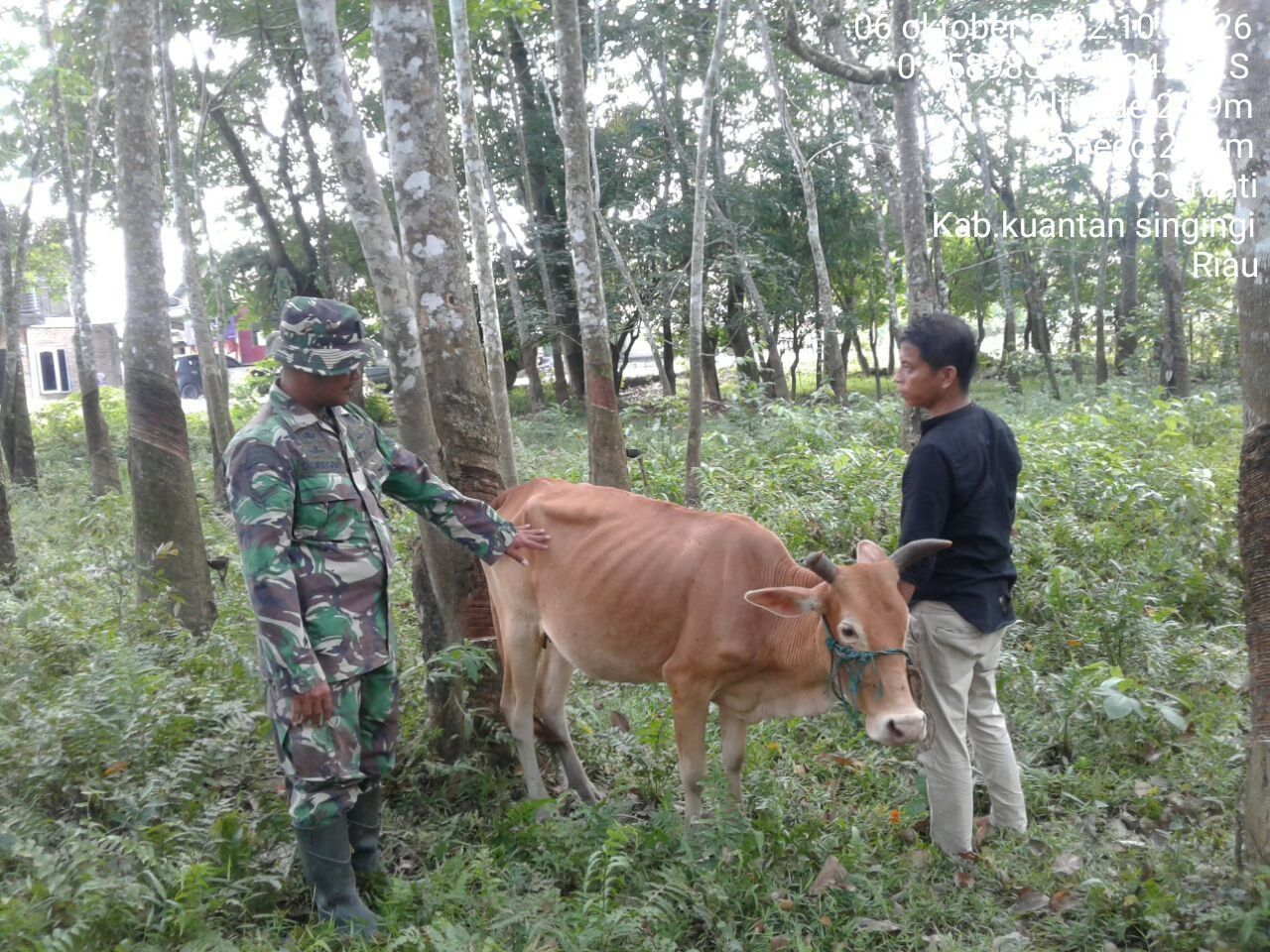 Babinsa Koramil 06/Cerenti Kodim 0302/Inhu,Serda Dumen Siregar Mengantisipasi Penularan Penyakit Mulut Dan Kaki (PMK) Sapi di Desa Tanjung Medan Kecamatan Cerenti Kabupaten Kuansing