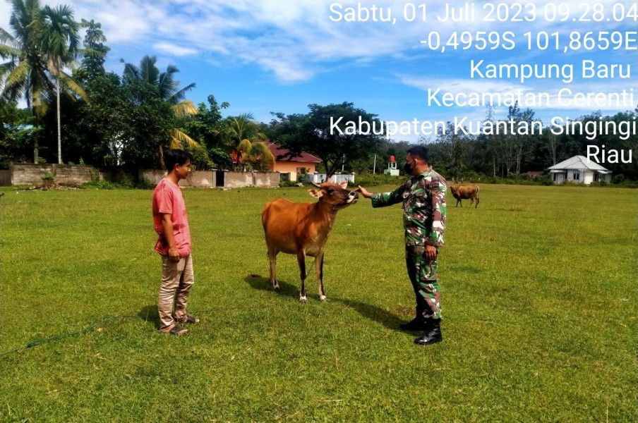 Didesa Kampung Baru Kecamatan Cerenti Kopda Muhamad SOLEH BABINSA KORAMIL 06/Cerenti Kodim 0302/Inhu Antisipasi Penularan Penyakit Mulut Dan Kaki (PMK) Sapi