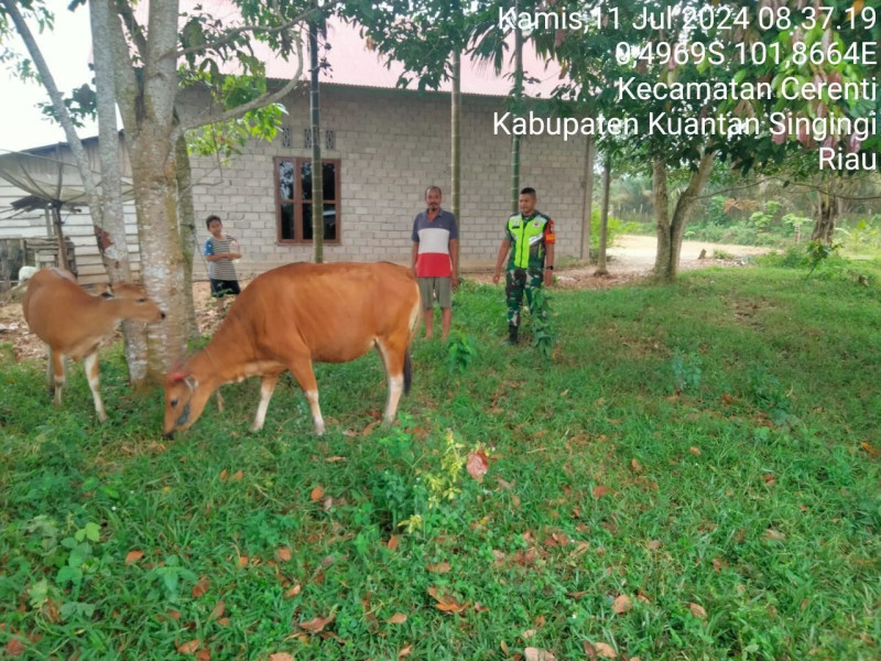 Waspadai Penyakit Sapi,Babinsa Koramil 06/Cerenti Kodim 0302/Inhu Aktif Pantau Hewan Ternak Di Wilayah Binaan