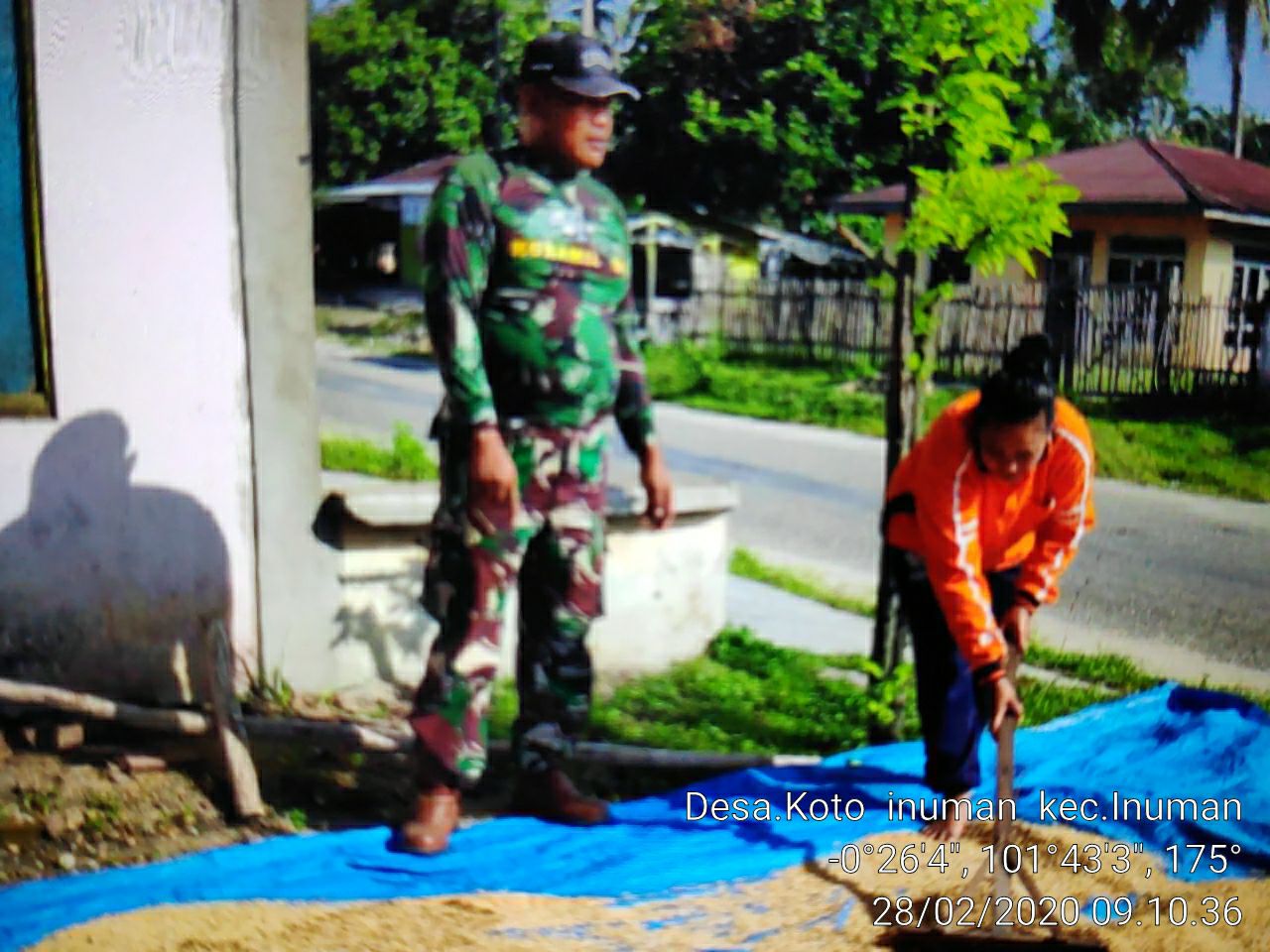 Babinsa Koramil 06/Cerenti Dim 0302/Inhu, Serda Hendriswan Membantu Petani Menjemur Hasil Pertanian Di Desa Koto Inuman.