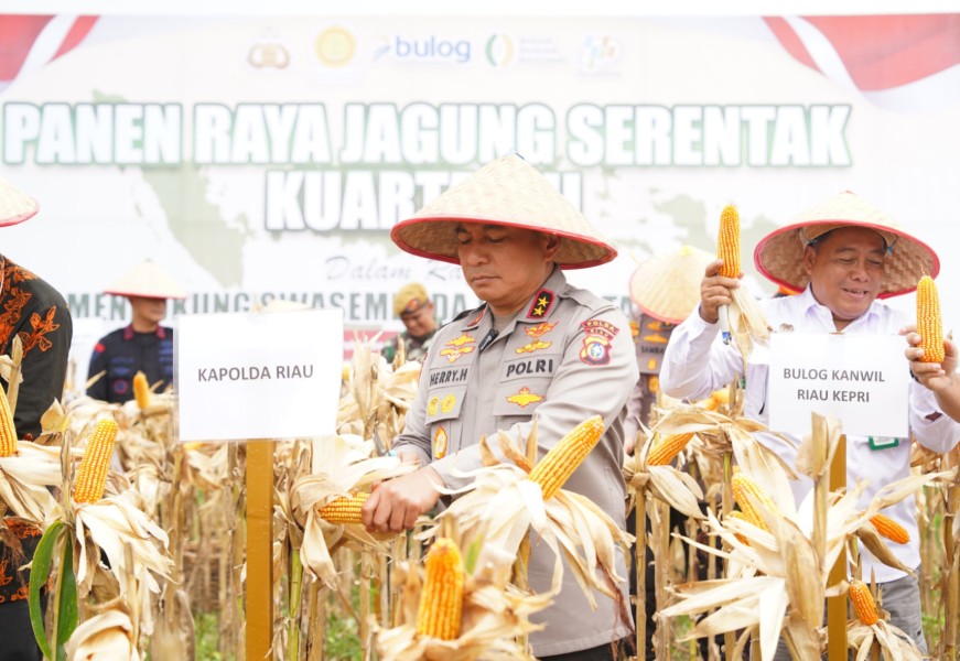 Polda Riau Gelar Panen Raya Jagung Kuartal III, Hasilkan 18 Ton dari 8,2 Hektare