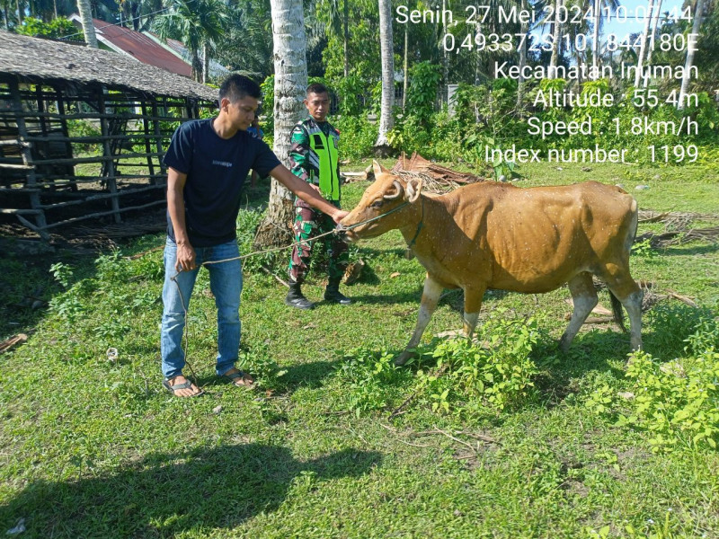 Serda Jama Anur Babinsa Koramil 06/Cerenti Kodim 0302/inhu pantau dan cek ternak warga Antisipasi PMK di Bedeng Sikuran 