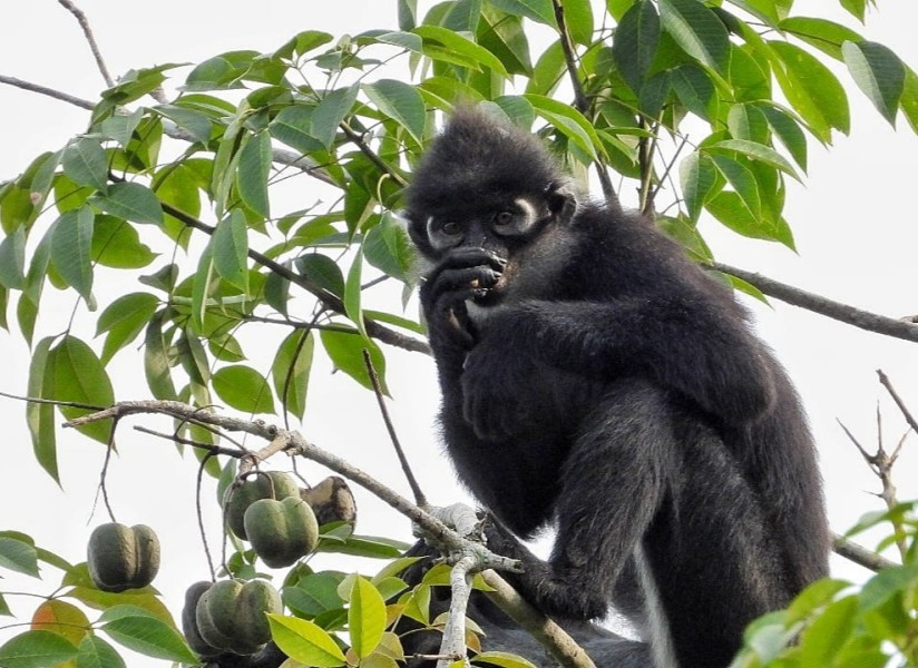 PHR Tanam Harapan untuk Lutung Kokah di Tengah Perubahan Lanskap Riau