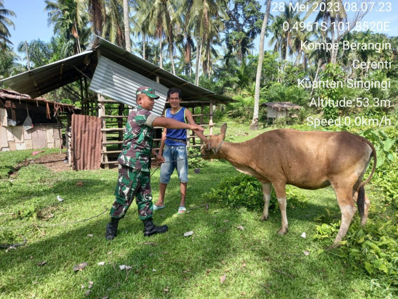Cek Langsung Kesehatan Sapi Milik Warga, Babinsa Kunjungi Peternak Dan Kandang Sapi  Warga Untuk Cegah Wabah PMK