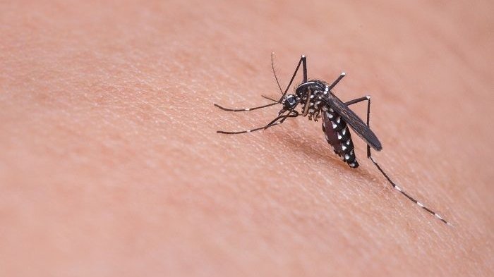 Ternyata Nyamuk Nggak Asal Menggigit Sembarang Orang, Ini Korban Favoritnya