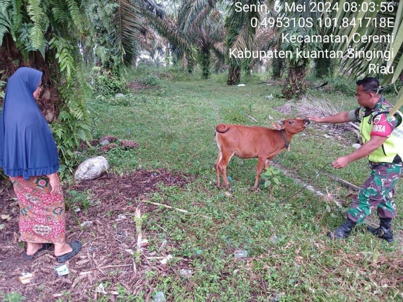 Babinsa Koramil 06/ Cerenti Kodim 0302/Inhu Kopda Irwan   Cek Ternak Warga  Antisipasi PMK