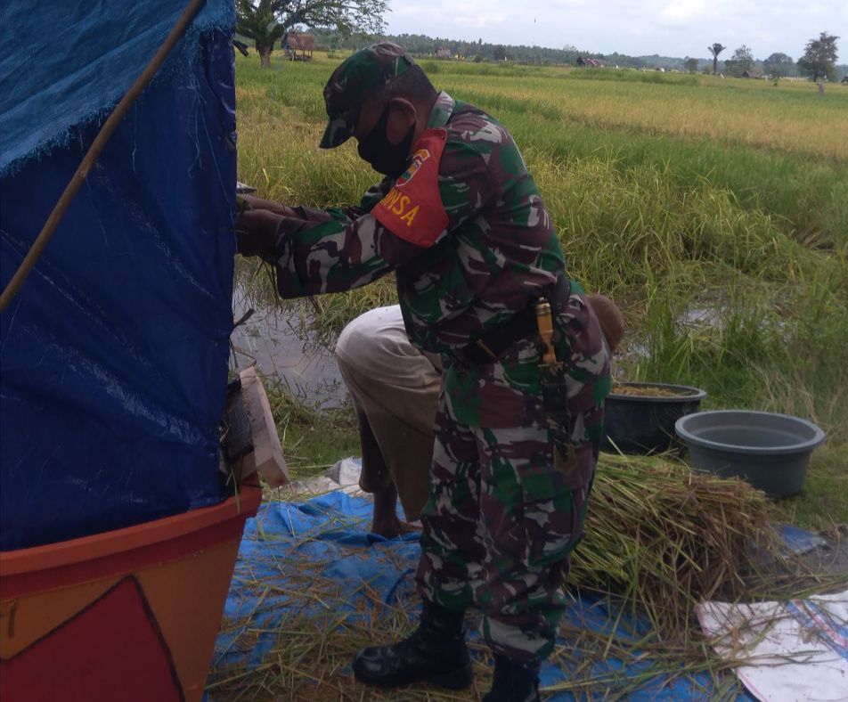 Babinsa Koramil 07/Kuantan Hilir Dim 0302/Inhu Panen Padi Di Desa Pulau Baru Kecamatan Kuantan Hilir Seberang