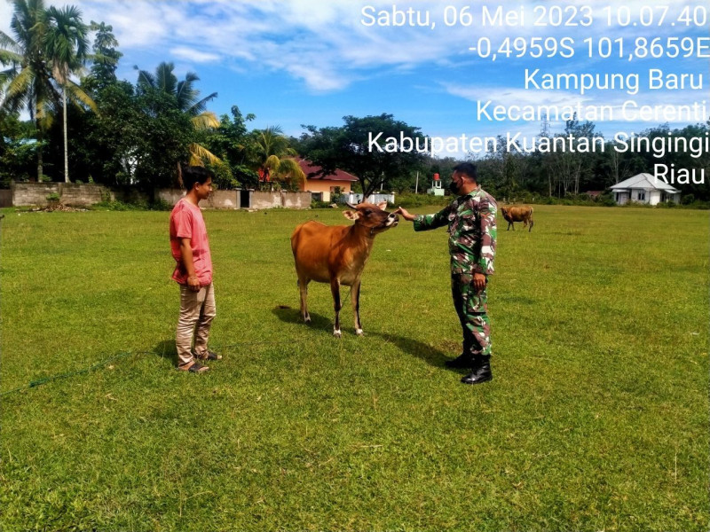 Babinsa Koramil 06/Cerenti Kodim 0302/Inhu, Kopda Mohamad Soleh Mengantisipasi Penularan Penyakit Mulut Dan Kaki (PMK) Sapi Di Wilayah Kecamatan Cerenti