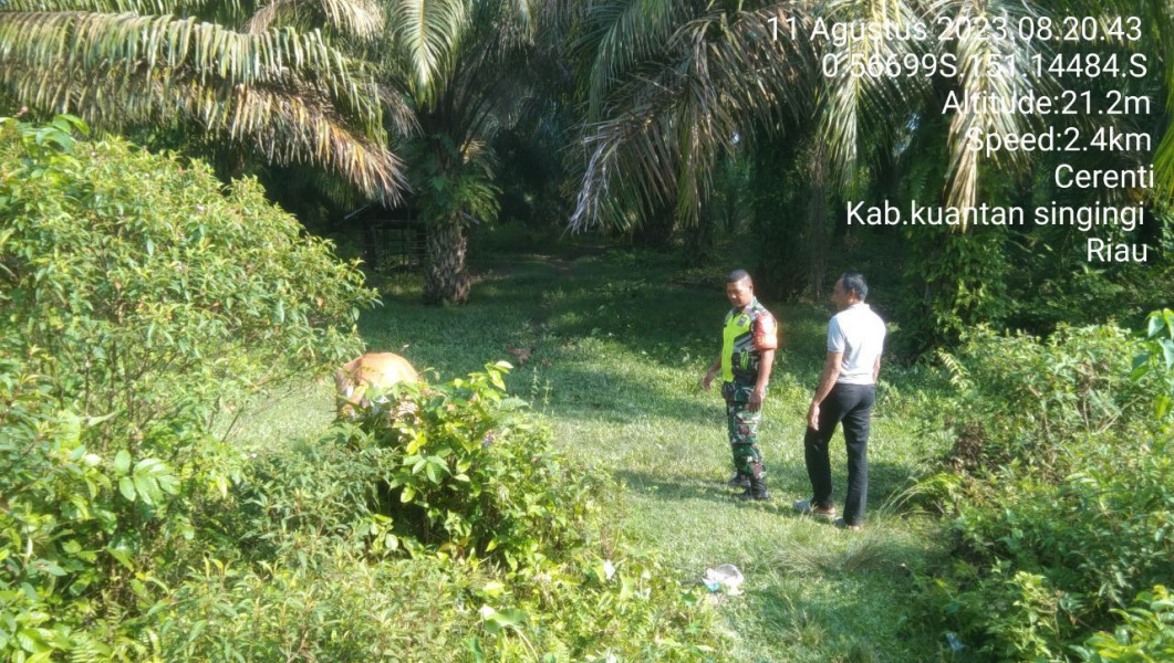 Anggota Koramil 06/Cerenti Kodim 0302/Inhu Mengantisipasi Penularan Penyakit Mulut Dan Kaki (PMK) Sapi Di Desa Binaan Desa Sigaruntang