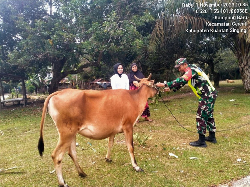 Serda Jama Anur Babinsa Koramil 06/Cerenti Kodim 0302/Inhu Cek Langsung Ternak Sapi Warga Dan Sosialisasi Tentang Bahaya Virus PMK Pada Ternak Didesa Kampung Baru