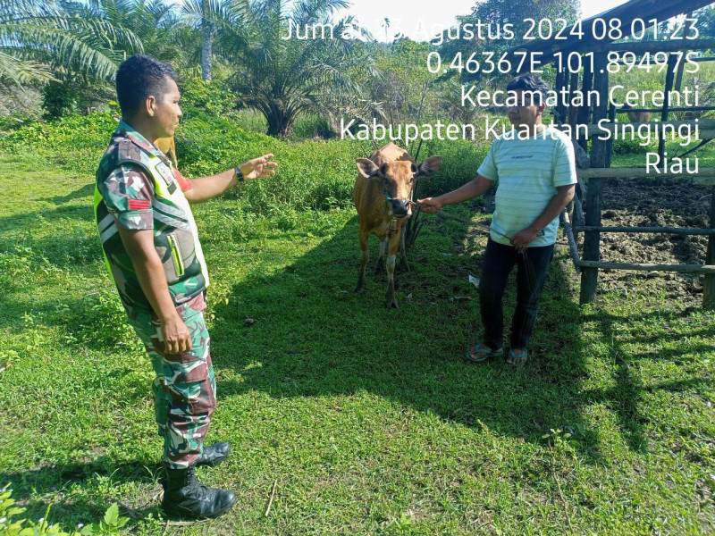 Cegah PMK Babinsa Koramil 06/Cerenti Kodim 0302/Inhu Cek Hewan Ternak Milik Warga Desa Pesikaian Kecamatan Cerenti 