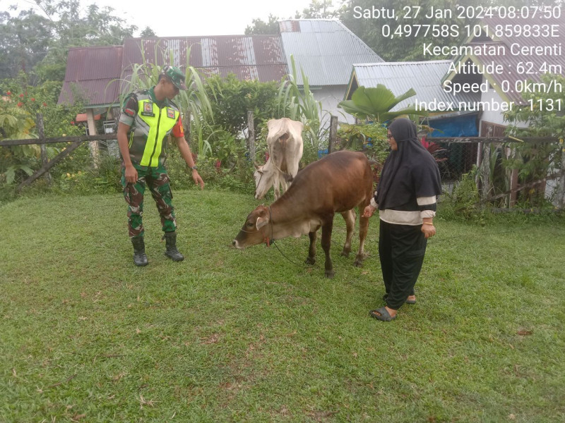 Babinsa Koramil 06/Cerenti Kodim 0302/Inhu Pratu Numberi Cek Ternak Sapi Warga Antisipasi Wabah PMK Didesa Kampung Baru Kecamatan Cerenti
