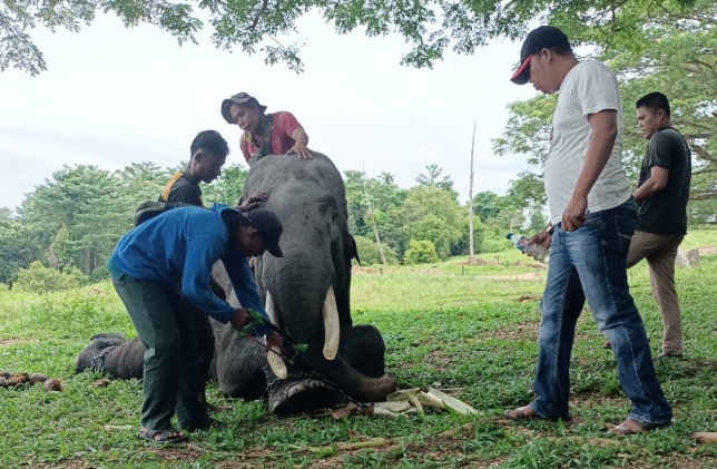 Cegah Perburuan Ilegal, BBKSDA Riau Potong 8 Gading pada 8 Gajah Binaan di PLG Minas